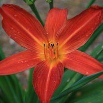 Лилейник гибридный Red С1 (1 литр)