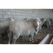 Овца дагестанская горная