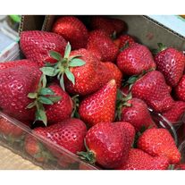 Клубника Сорт Цыганочка