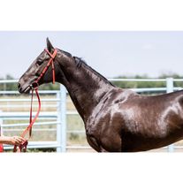 Конь ахалтекинской породы