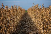 Семена сои сорта "СК Аврора" РС-1