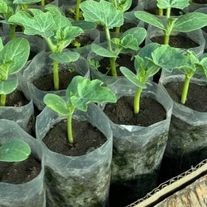 Рассада арбуза