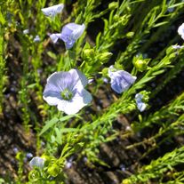 Лен масленичный