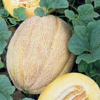 Дыня "Награда" (банка-0,5кг), инкруст. сем.