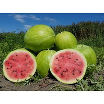 Сорт арбуза "Настик"