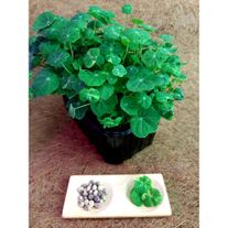 Микрозелень "Настурции"