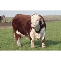 Бык Герефорд