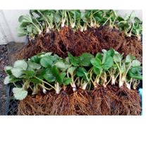 Рассада клубники "Азия"