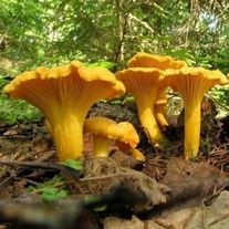 Грибы "Лисички"