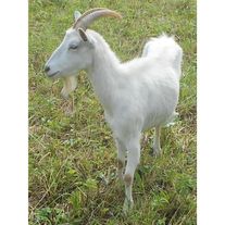 Мелкий рогатый скот - Козы