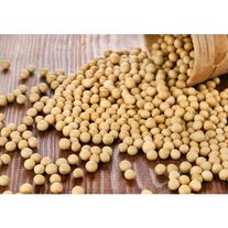 Семена сои "Милл Риф"