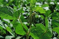 Соя "Сибниик 315"