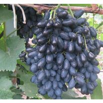 Виноград "Кодрянка"