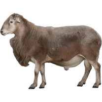 Бараны катумские