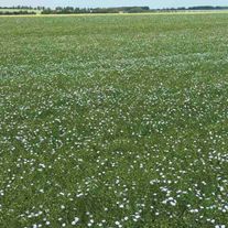 Элитные семена льна масличного ВНИИМК 620