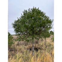 Сосна Веймутова