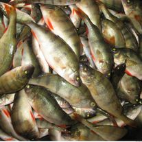 Рыба (Окунь)