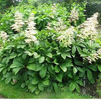 Роджерсия конскокаштанолистная