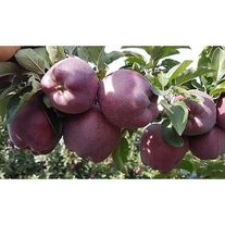 Яблоня "Гала"