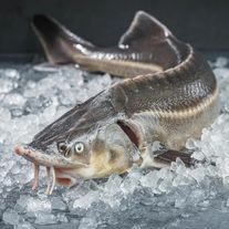 Рыба осетр охлажденный