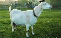 Мелкий рогатый скот - Козы