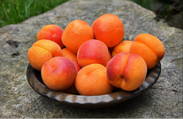 Абрикосы сорта «Солнышко Алтая»