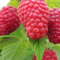 Малина ремонтантная