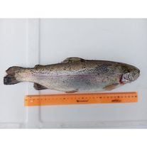 Форель радужная, 400 - 800 гр.