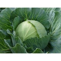Белокочанная капуста "Зимовка"