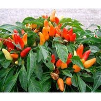 Перец болгарский сладкий