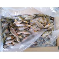 Окунь мороженный речной