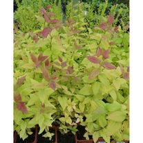 Спирея японская "Макрофилла"