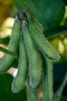 Соя (Glycine max (L.) Merr) ЭН АВИОР ®