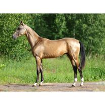 Ахалтекинский жеребец Аффикс 2023 г.р.