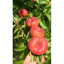 Плоский нектарин "Platimoon"