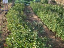 Саженцы декоративные