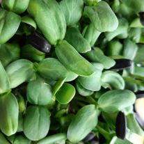 Микрозелень подсолнечника