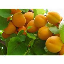 Абрикос "Погремок"