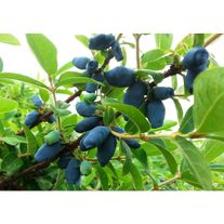 Жимолость «Полянка Котова»