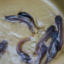 Малек, посадочный материал клариевого сома