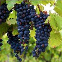 Виноград, Изабелла (ЗКС 1лет) V 2.5