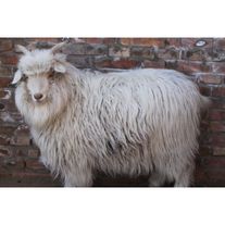 Коза Дагестанская пуховая