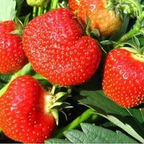 Клубника сорта "Ромашка фестивальная"