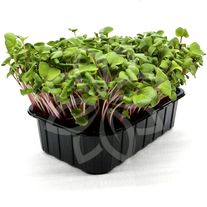 Редис Ред Корал (Микрозелень)