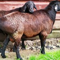 Курдючные баранчики "на племя"