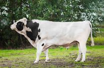 Семя быка Сандал 629