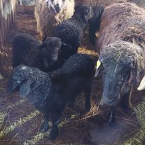 Ягненок эдильбаевской породы