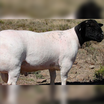 Баран породы Дорпер