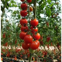 Помидоры