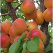 Абрикос "Триумф Северный"